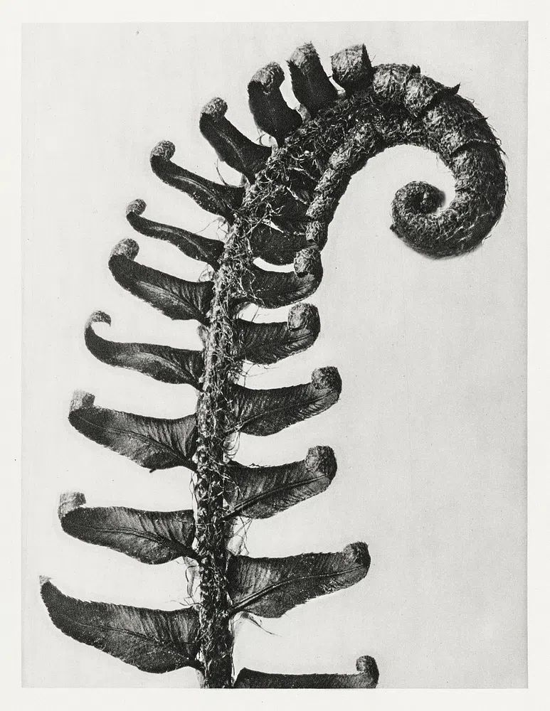 Polystichum Munitum (Prickly Shield–Fern) Leaf. poster — photography art