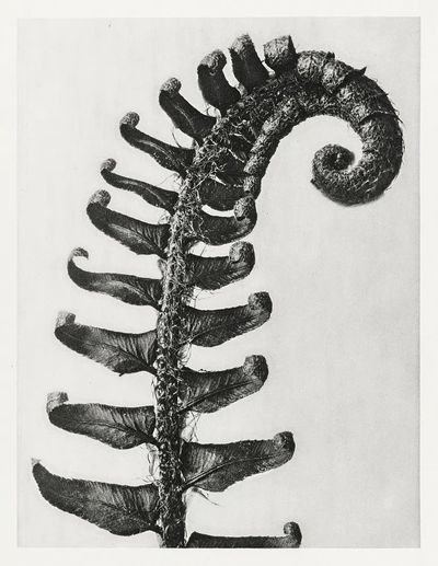 Polystichum Munitum (Prickly Shield–Fern) Leaf. poster print