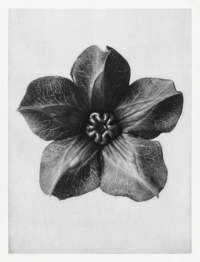 Cobea scandens (Mexican Ivy) calyx. poster detail