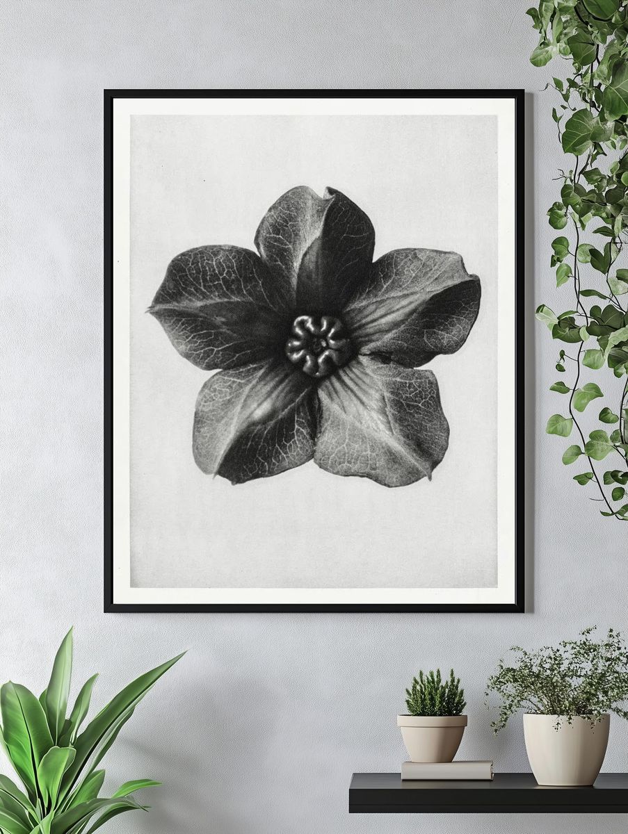 Cobea scandens (Mexican Ivy) calyx. — room view 4
