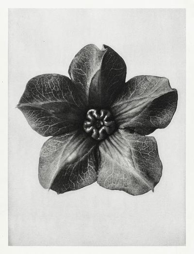 Cobea scandens (Mexican Ivy) calyx. poster print