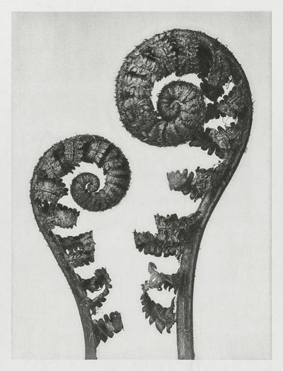 Aspidium Filix Mas. poster print