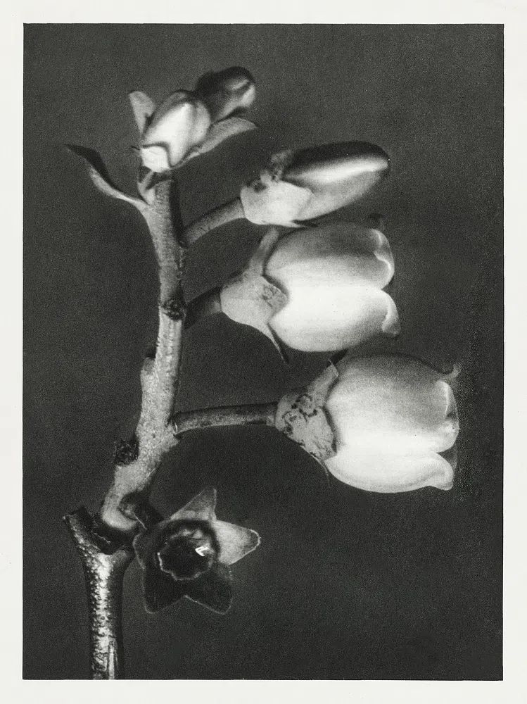 Vaccinium Corymbosum (Blueberry) enlarged 10. poster — photography art
