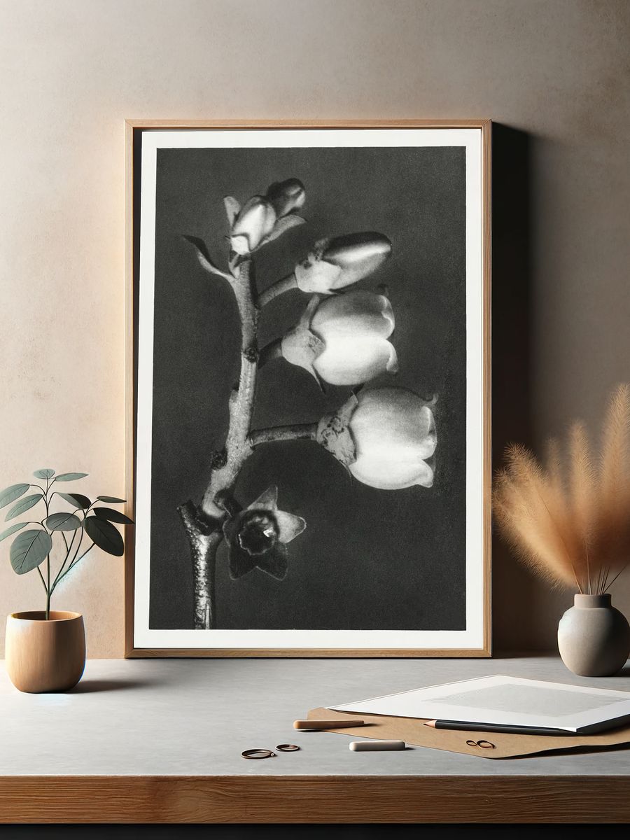 Vaccinium Corymbosum (Blueberry) enlarged 10. — room view 2