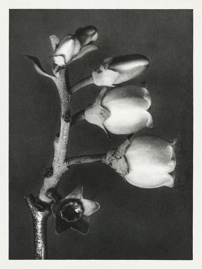 Vaccinium Corymbosum (Blueberry) enlarged 10. poster print