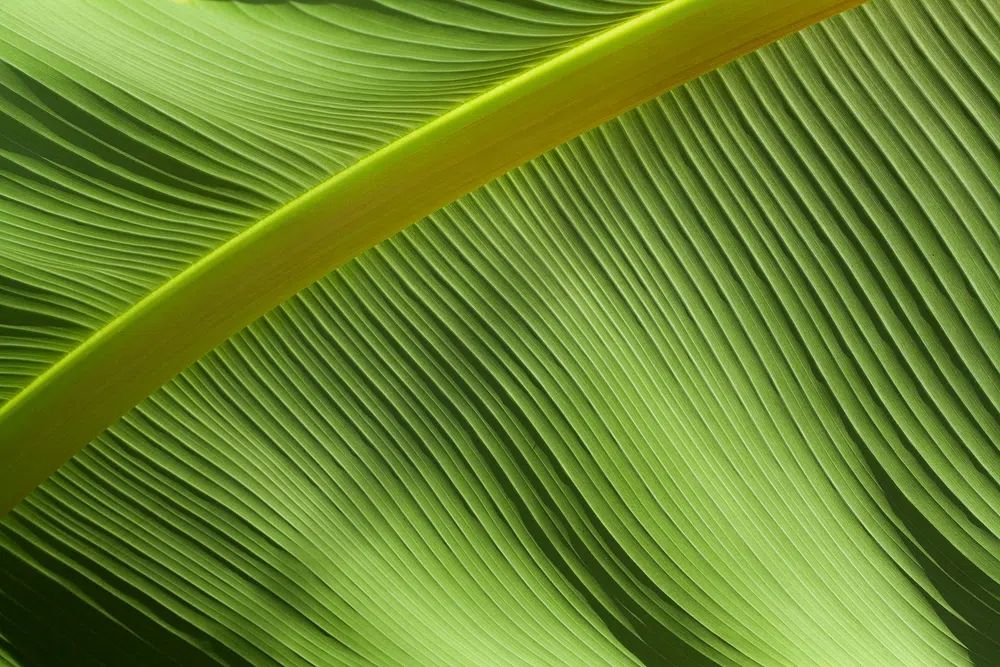 Green Leaf Texture Poster. poster — botanical art