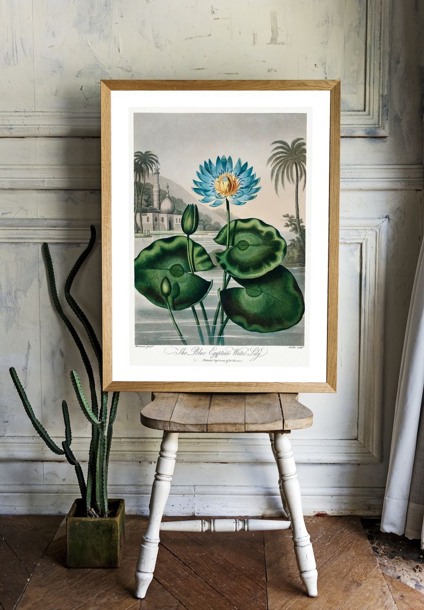 The Blue Egyptian Water Lily — Vintage Print room preview