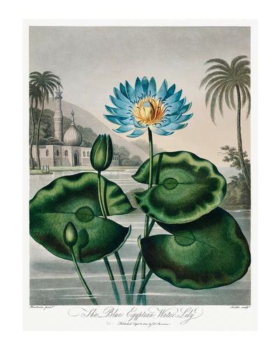 The Blue Egyptian Water Lily — Vintage Print. poster print