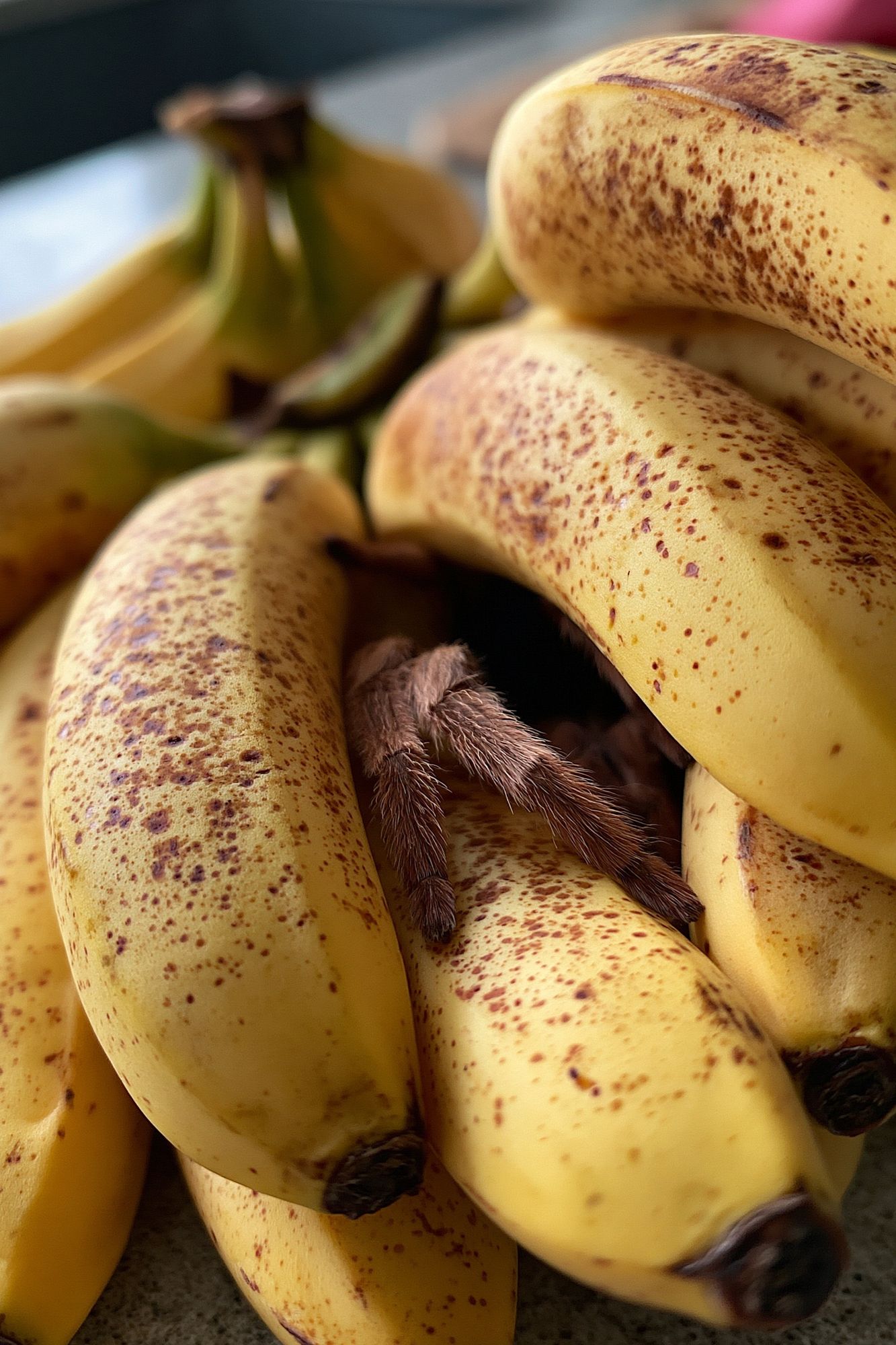 Bananas with Spider Photography Poster. poster — photography art