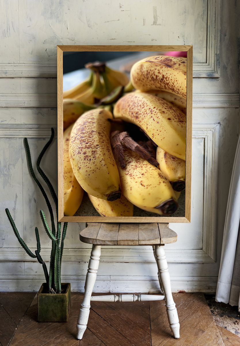 Bananas with Spider Photography Poster. — room view 1