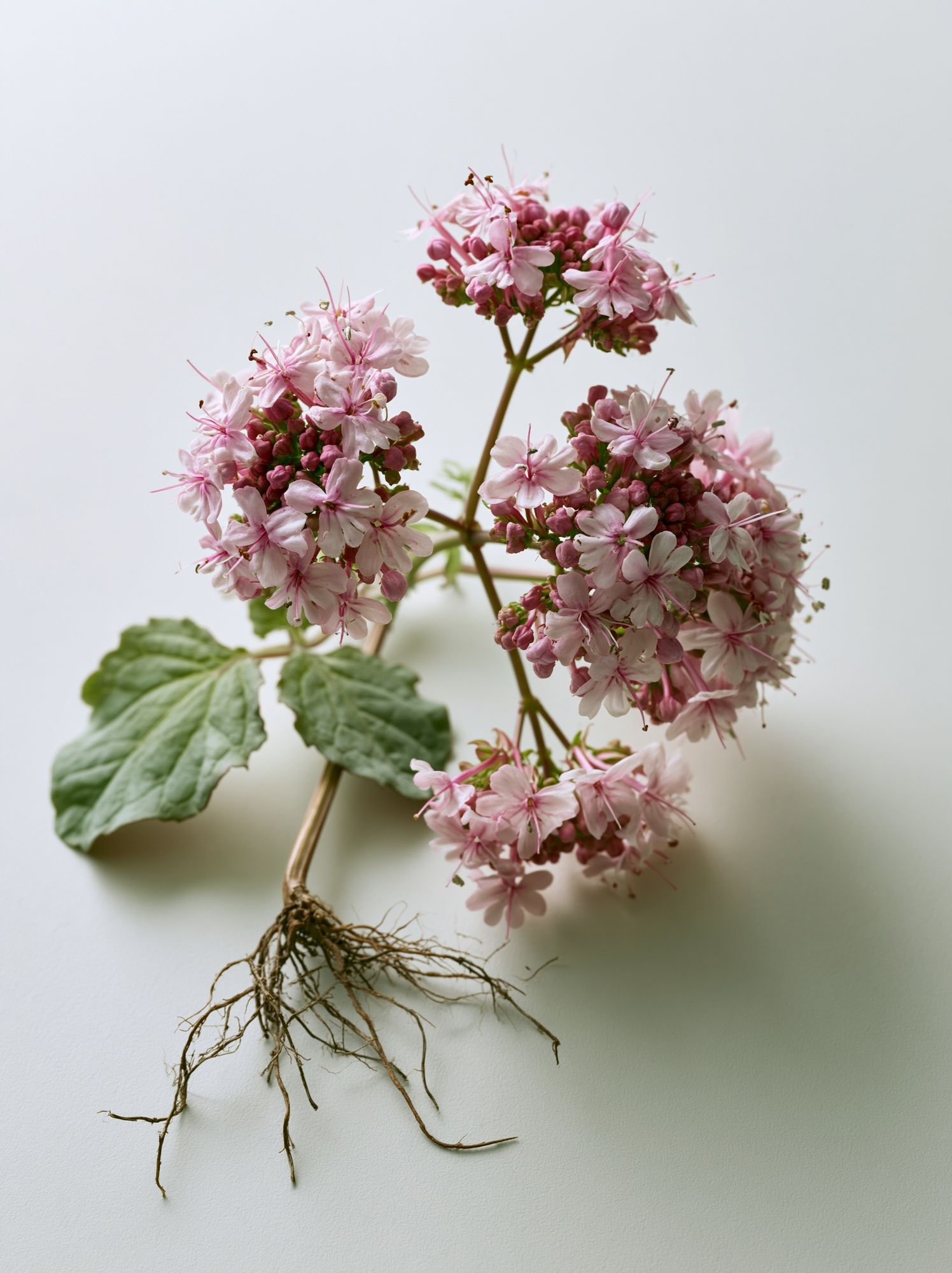 Pink Geranium Botanical Print. poster — botanical art