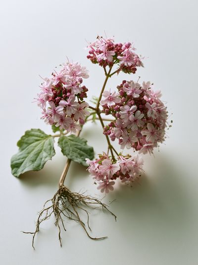 Pink Geranium Botanical Print.
