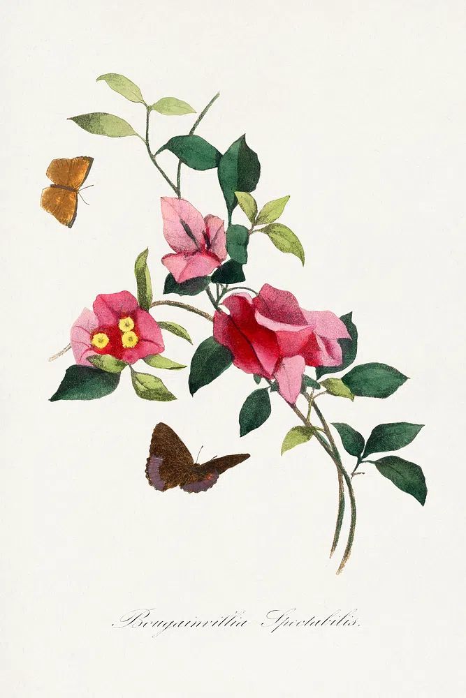 Bougainvillea flower painting. poster — botanical art