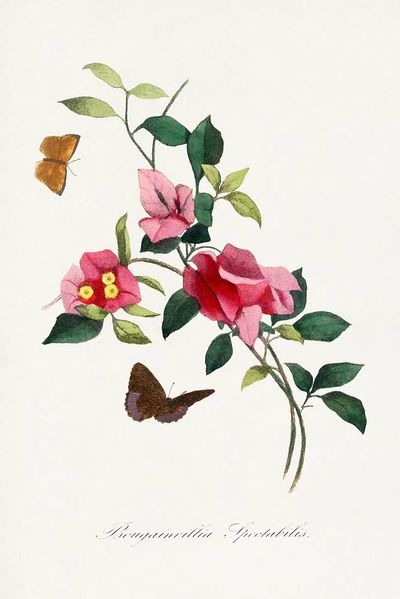 Bougainvillea flower painting. poster