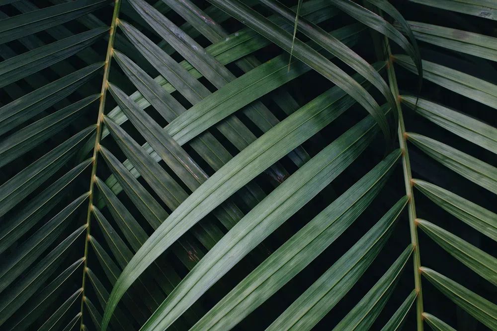 Plants Volunteer Park Conservatory, Seattle. poster detail