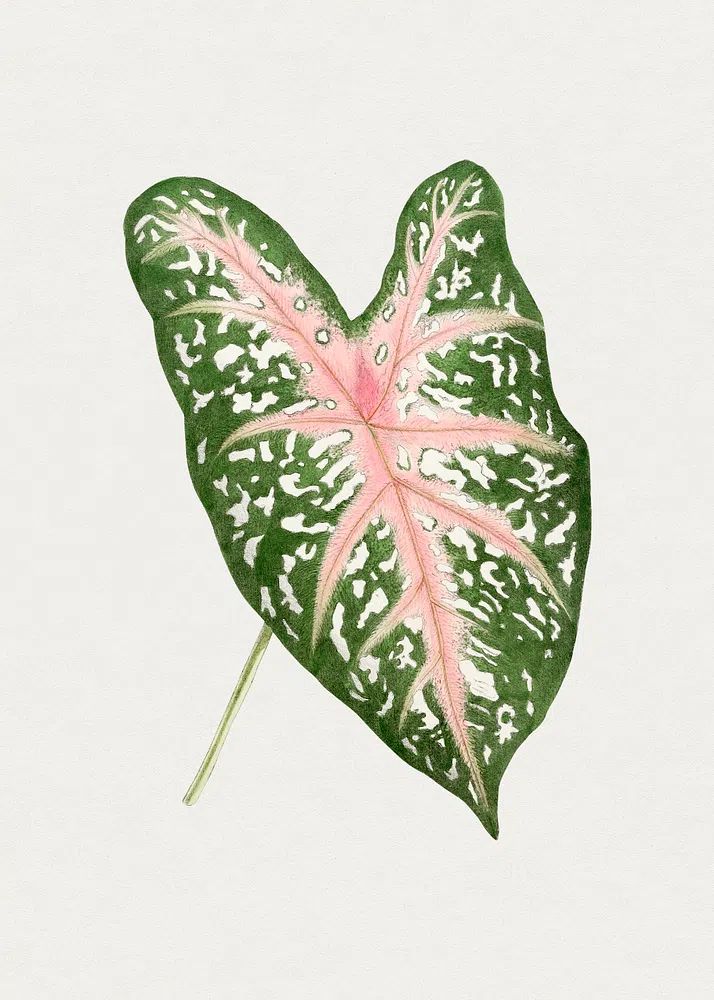Hand drawn caladium Carolyn Whorton. poster detail