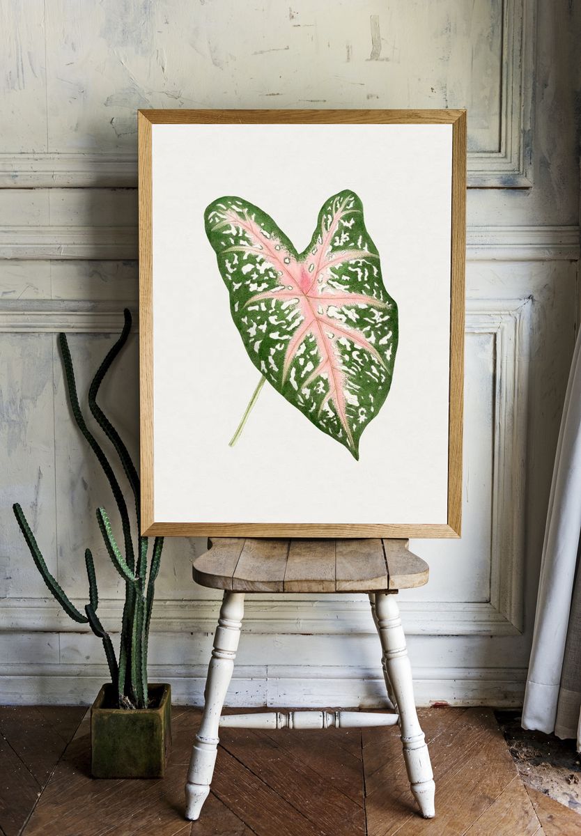 Hand drawn caladium Carolyn Whorton room preview