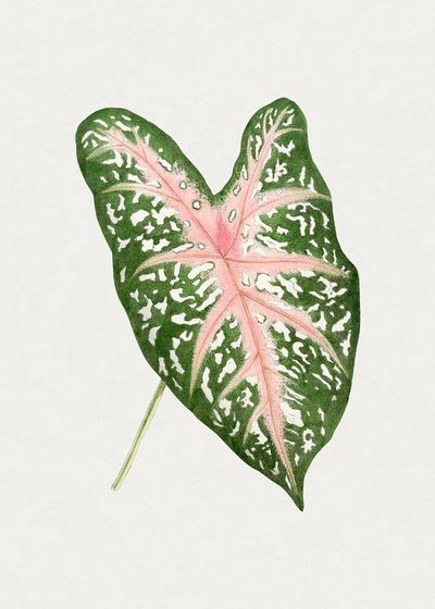 Hand drawn caladium Carolyn Whorton.