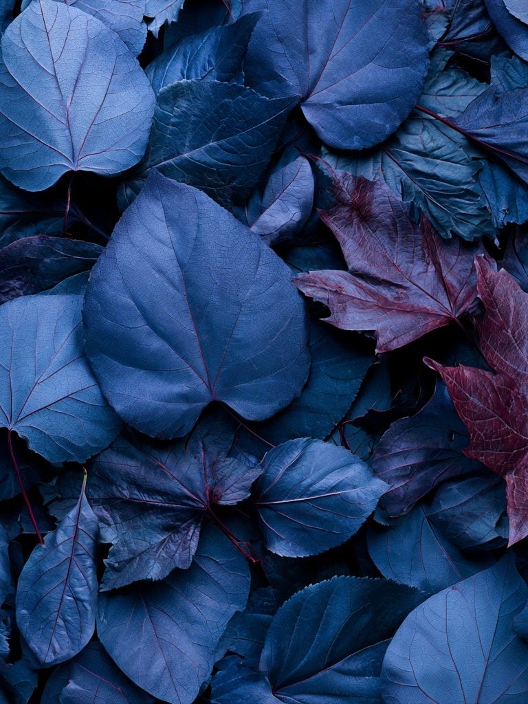 Blue Leaves Botanical Print. poster — botanical art