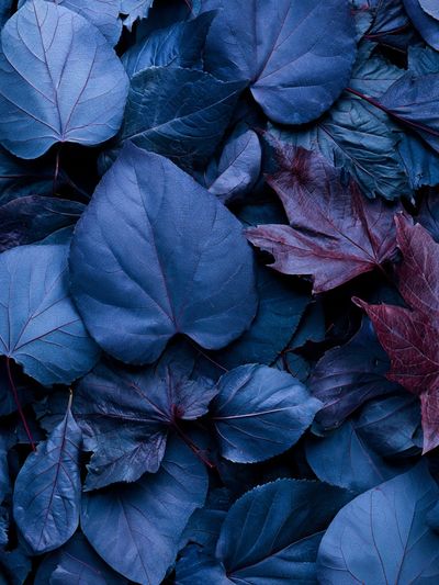 Blue Leaves Botanical Print. poster