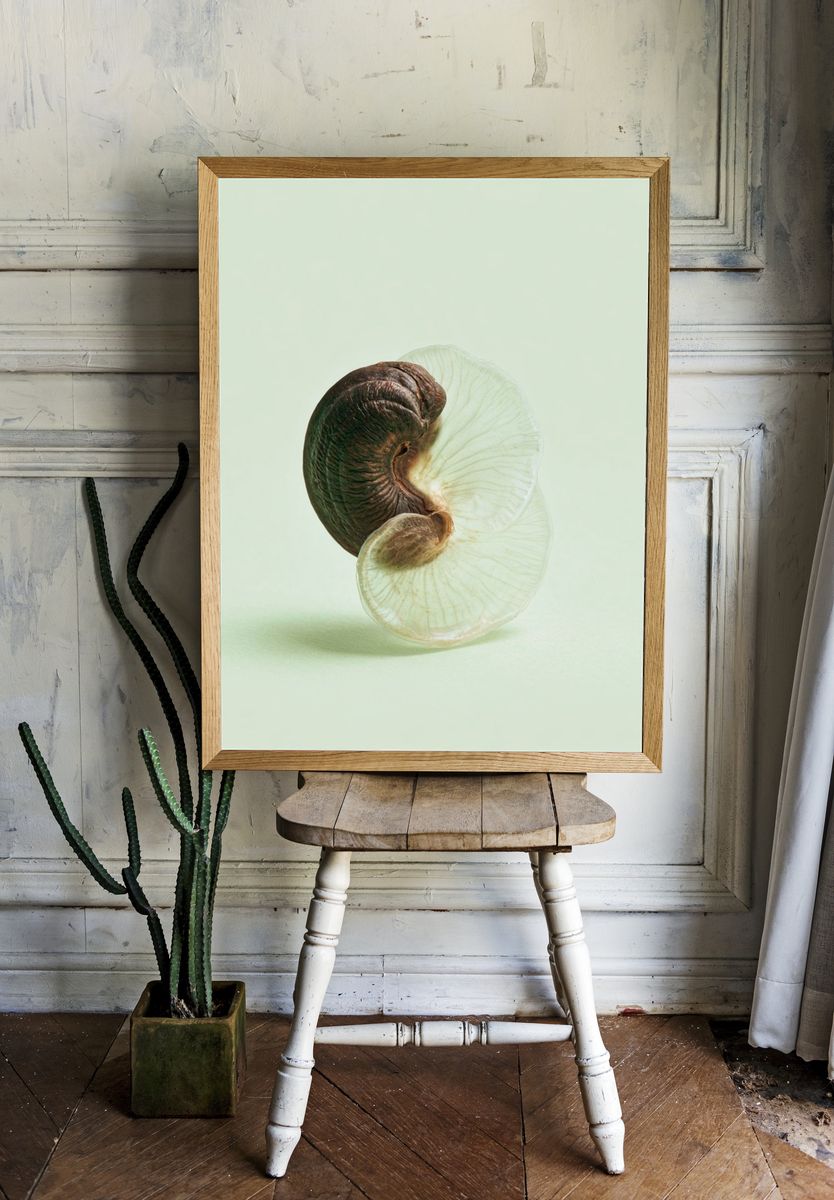 Nautilus Shell Minimalist Print. — room view 1