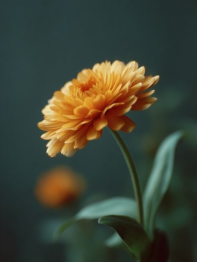 Golden Marigold Bloom Botanical Print. poster print