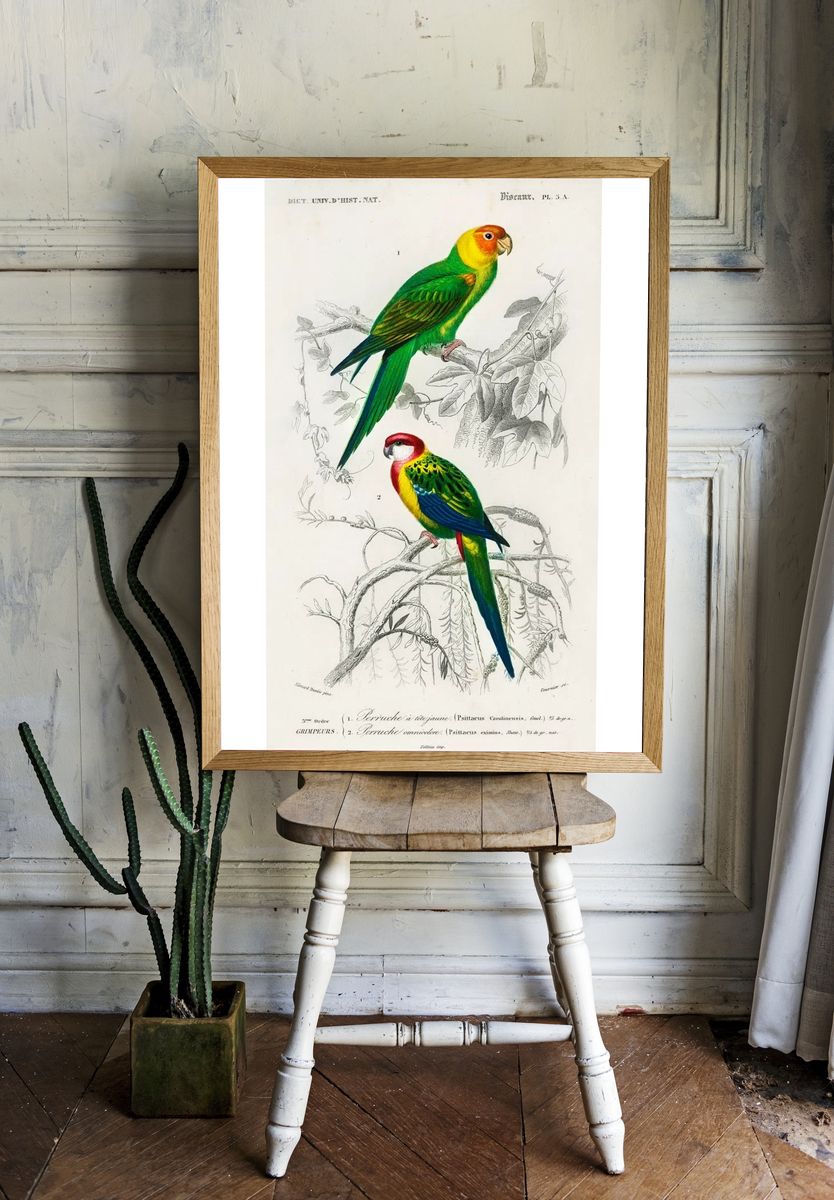 Different types birds illustrated Charles. room preview