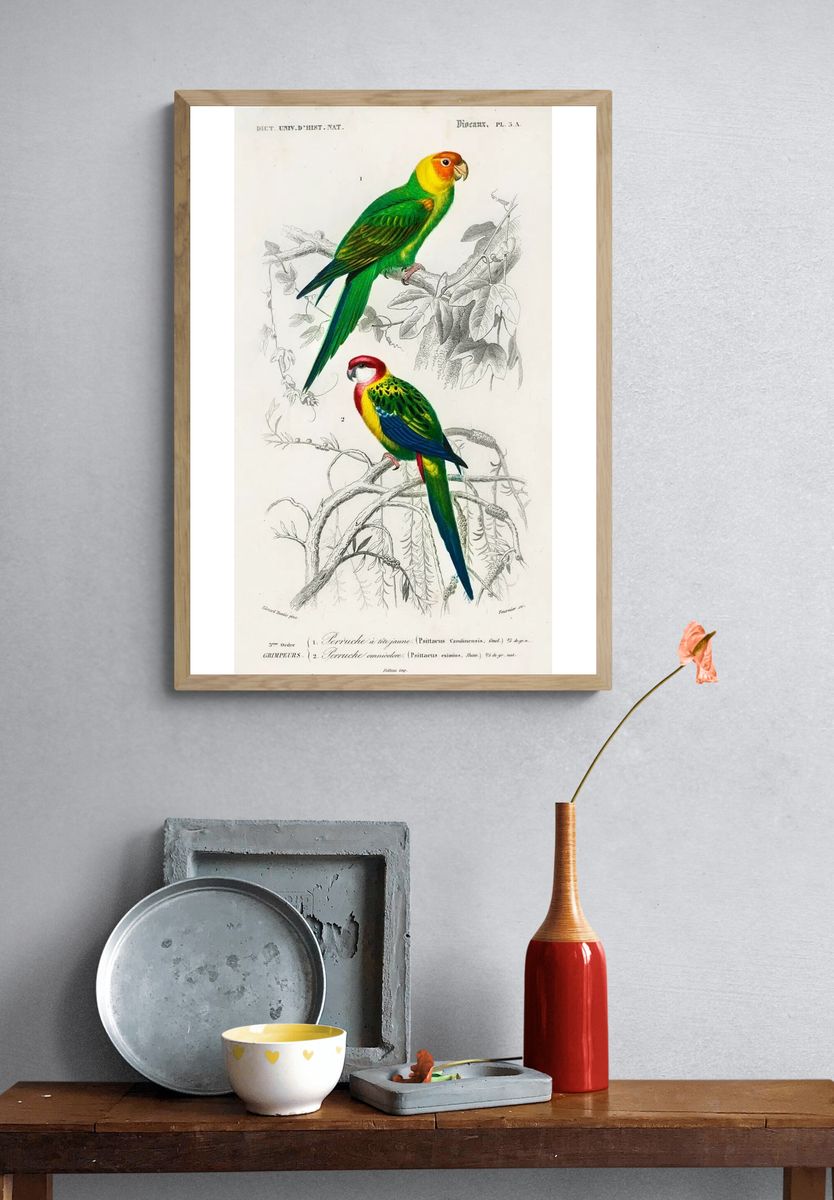 Different types birds illustrated Charles. — room view 3