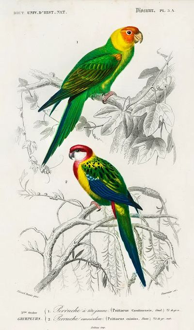 Different types birds illustrated Charles. poster print