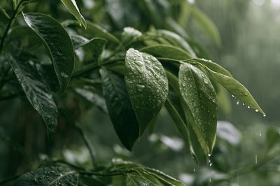 Rain-Kissed Green Leaves Poster.