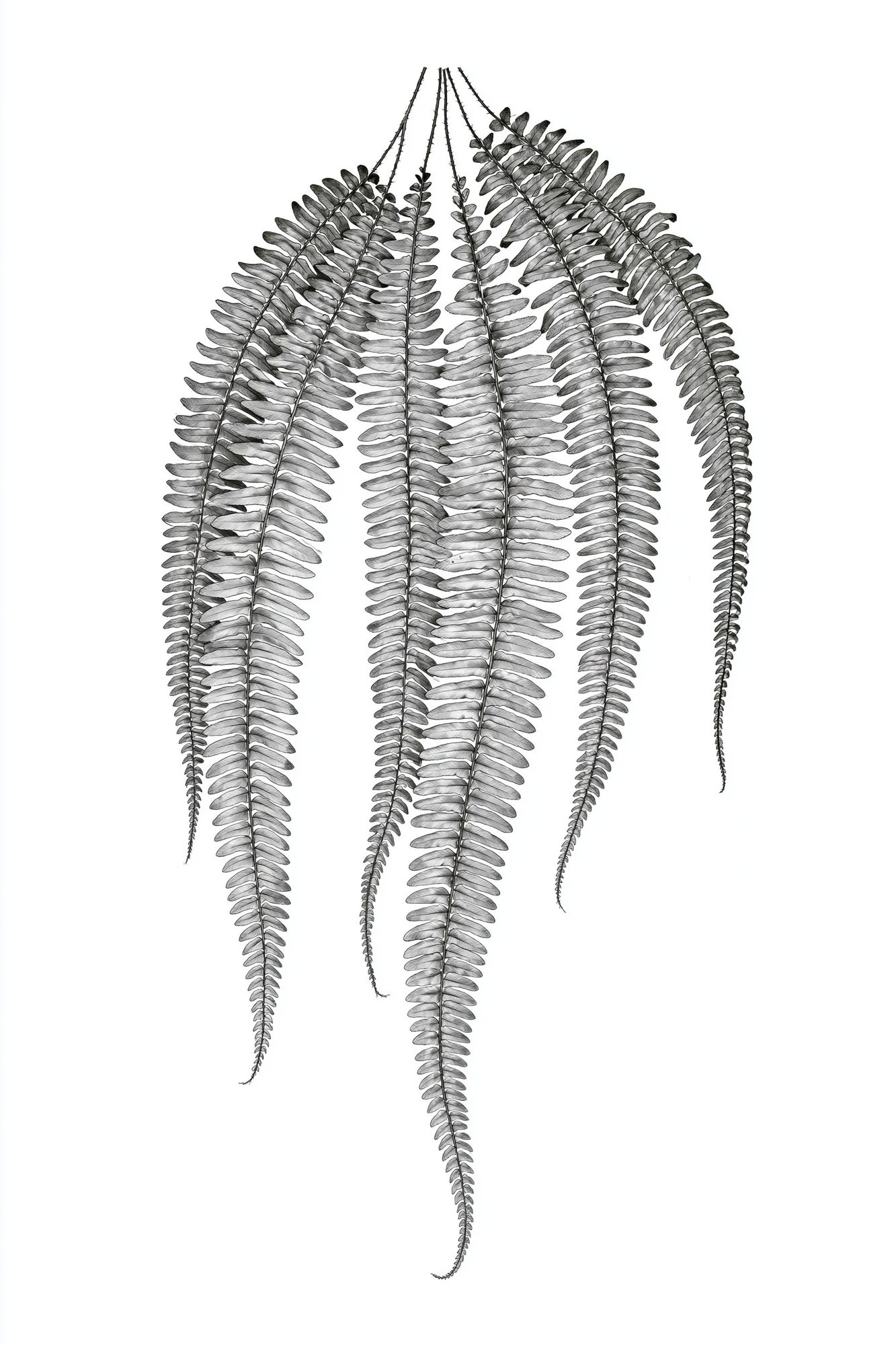 Hanging Fern Botanical Print. poster detail
