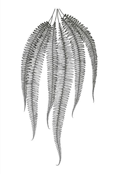 Hanging Fern Botanical Print. poster