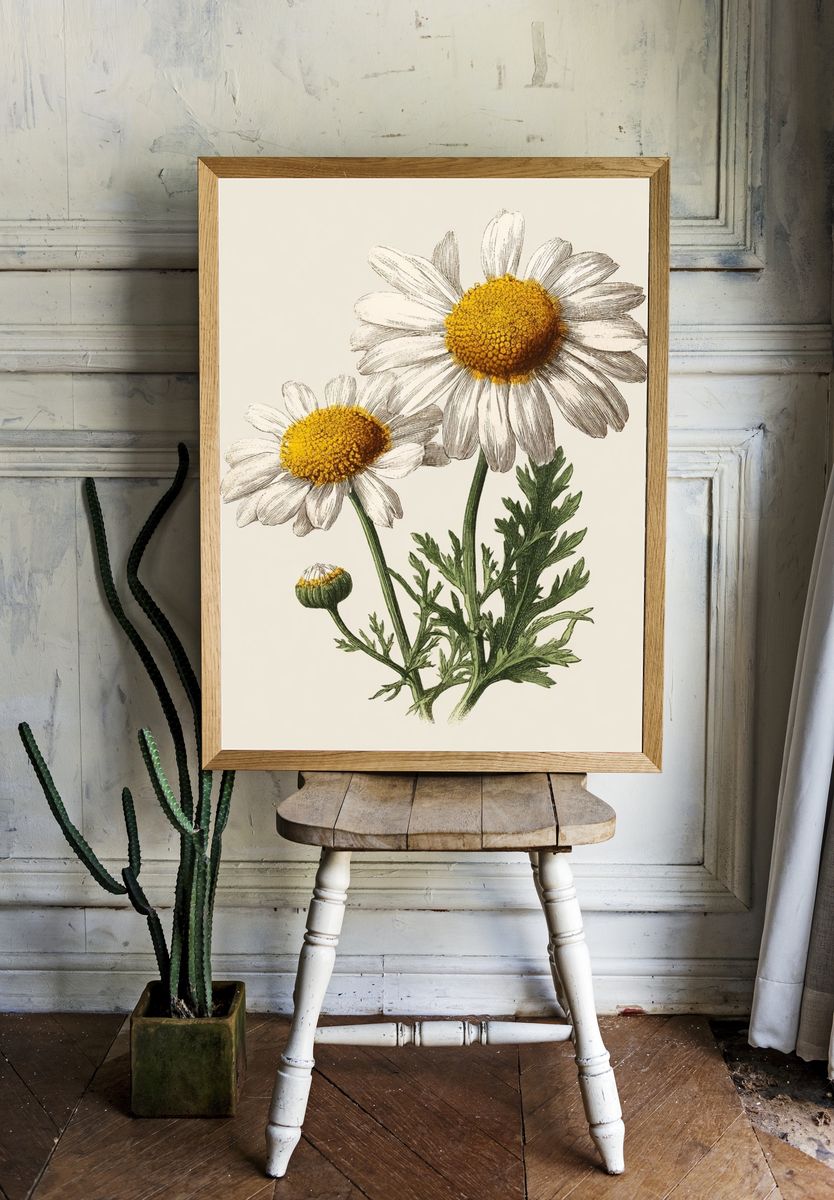 Daisy Botanical Illustration Poster. room preview