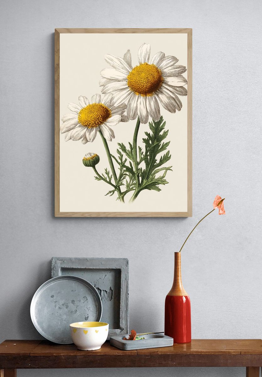 Daisy Botanical Illustration Poster. — room view 3
