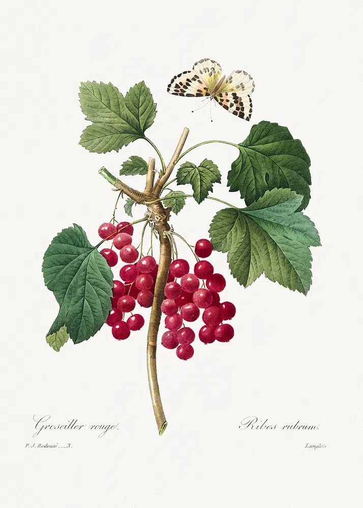 Red Currant Choix des plus. poster detail