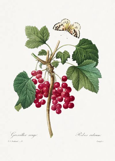 Red Currant Choix des plus. poster