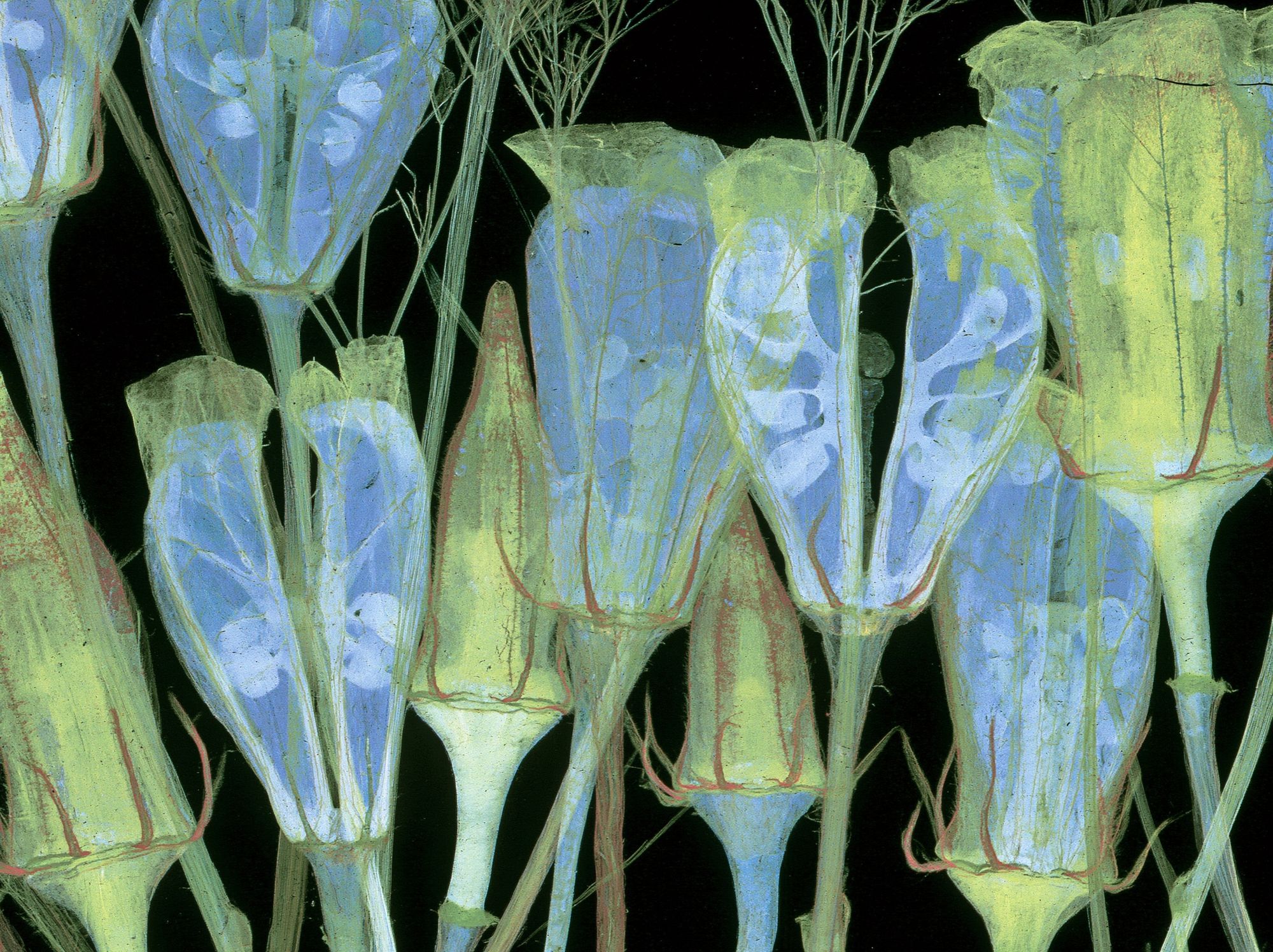 Blue Bellflower Botanical Print. poster detail