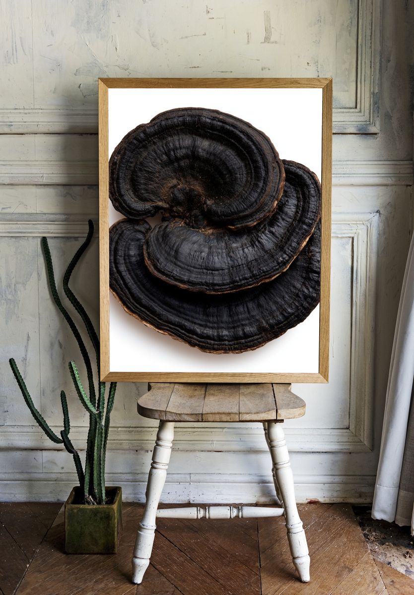 Reishi Mushroom Botanical Print. — room view 1