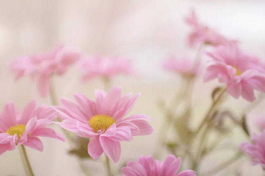 Flower wallpaper desktop, aesthetic HD. poster — botanical art