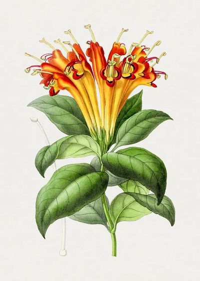 Hand drawn honeysuckle flower. Original.
