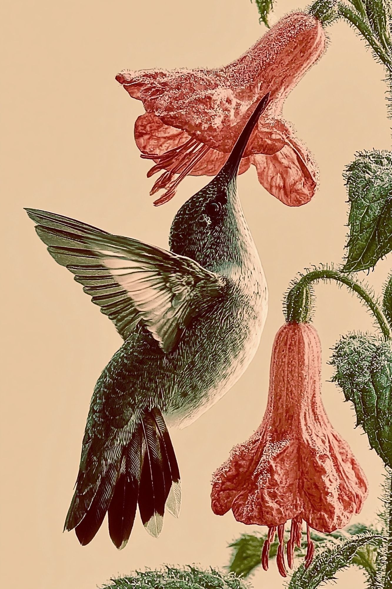 Hummingbird and Fuchsia Botanical Print. poster detail