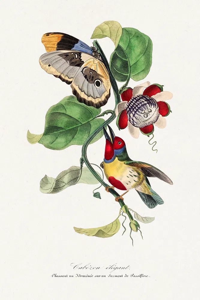 Versicolored barbet bird painting. Digitally. poster detail