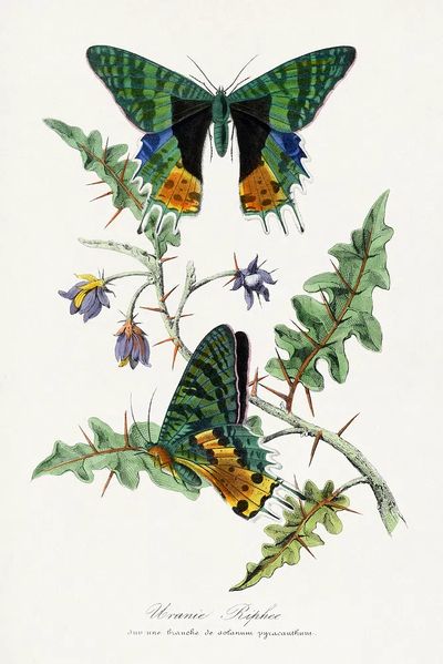 Lavender Botanical Watercolor Print. poster print