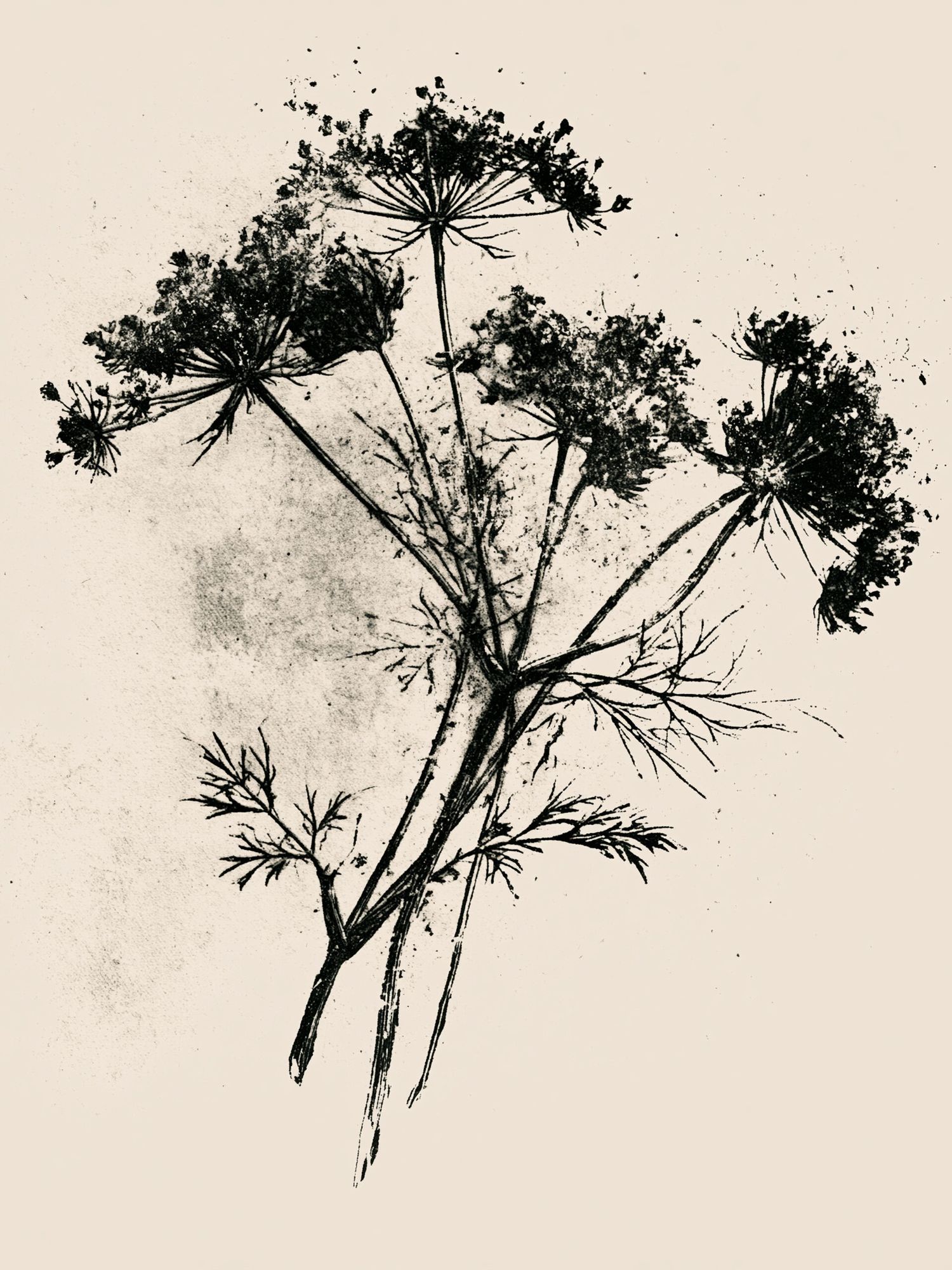 Wildflower Ink Botanical Poster. poster detail