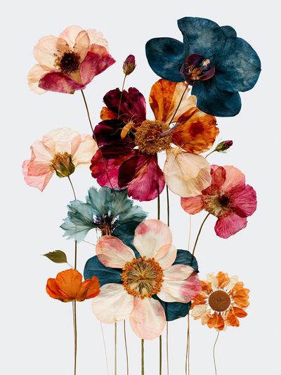 Pressed Poppy Bouquet Botanical Print. poster
