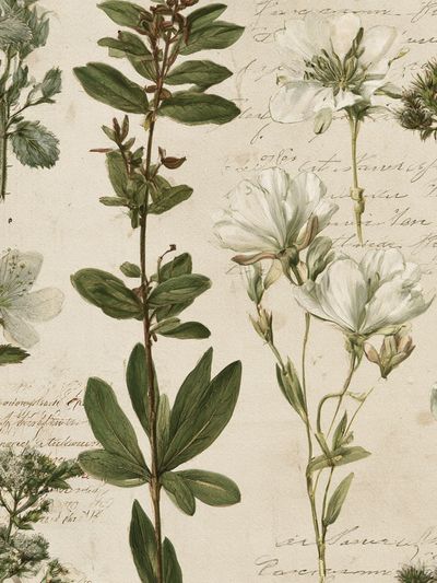 Vintage Botanical Study Poster. poster