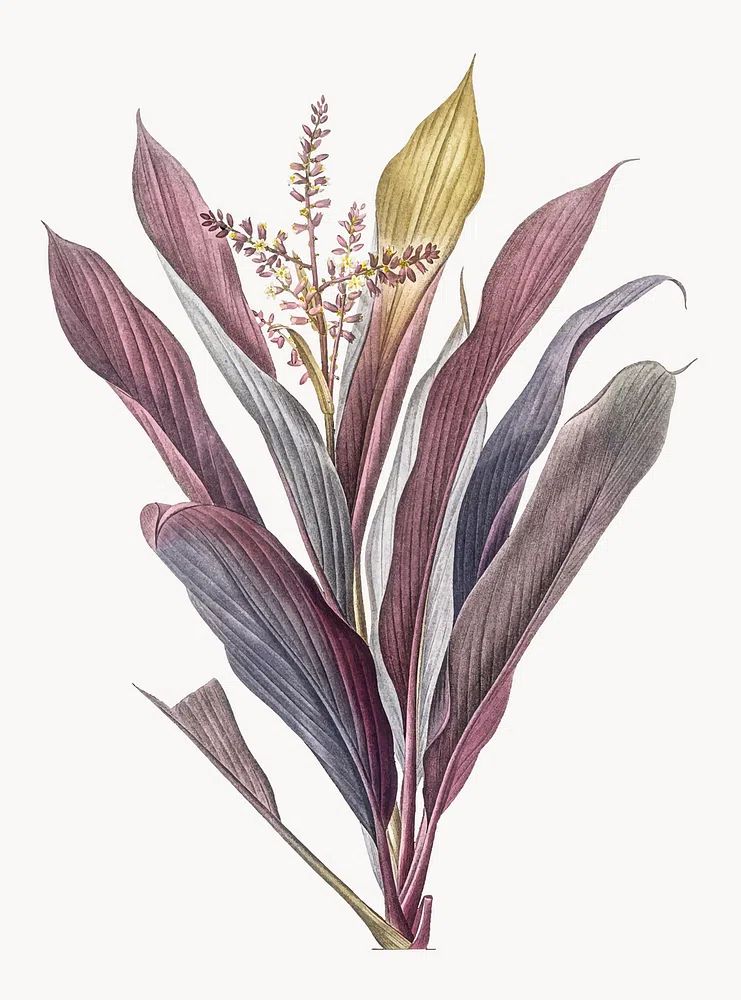 Vintage Illustration of Cordyline fruticosa. poster — botanical art