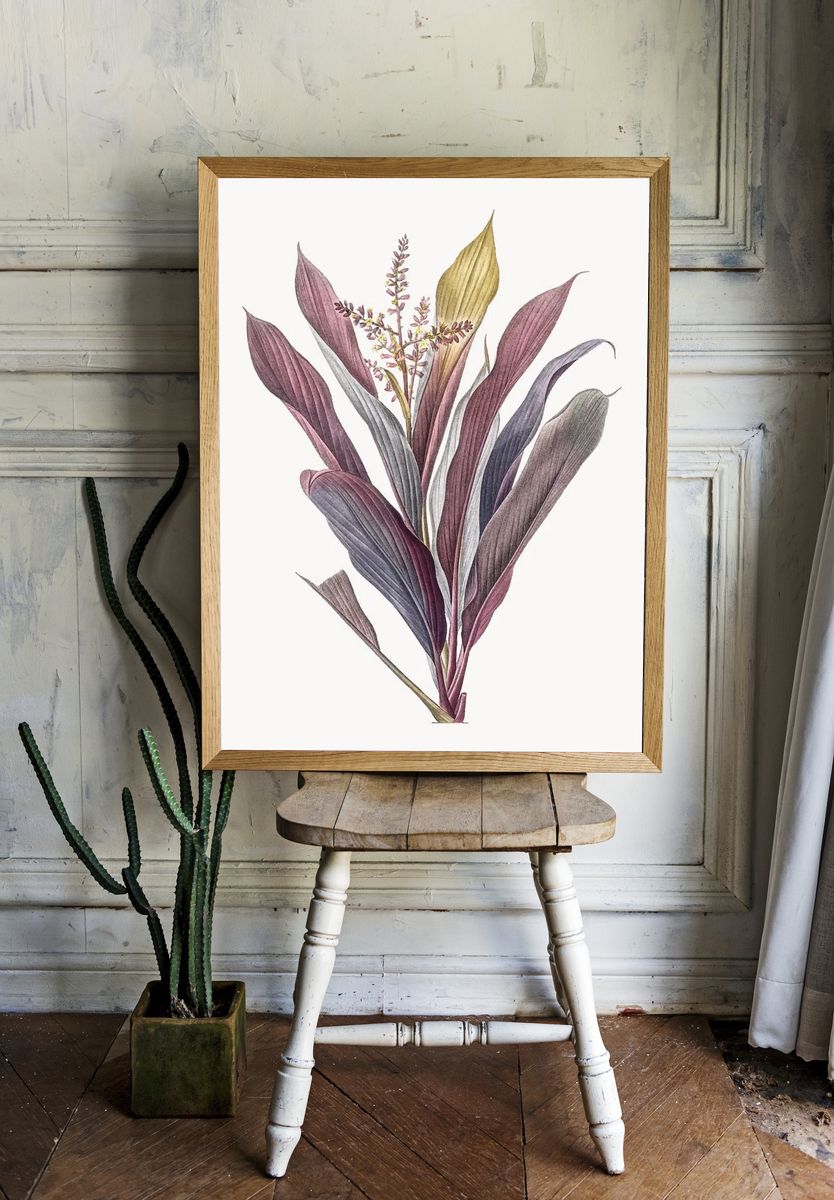 Vintage Illustration of Cordyline fruticosa. room preview