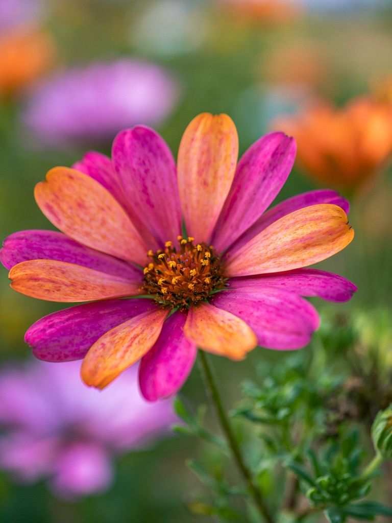 Pink and Orange Daisy Bloom Poster. poster detail