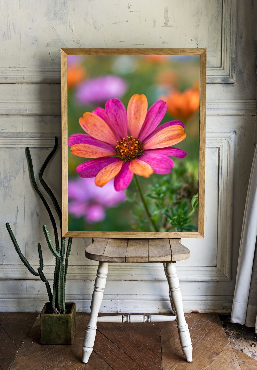 Pink and Orange Daisy Bloom Poster. — room view 1